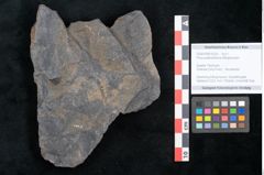 Foto (Objekt + Etikett) von Pinus praeholothana Ettingshausen (NHMW-GEO-2024-0188-10229)
